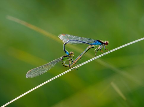 Red-eyed Damselfly (Erythromma najas), pair mating at Grashalm, pairing wheel, Bavaria, Germany, Europe