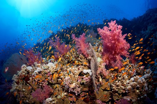 Coral reef, densely overgrown with stony corals (Scleractinia), Soft corals (Alcyonacea), flock of fish, Anthias (Anthiinae), Red Sea, Egypt, Africa