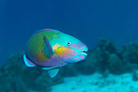 Bullethead parrotfish (Chlorurus sordidus), Red Sea, Egypt, Africa
