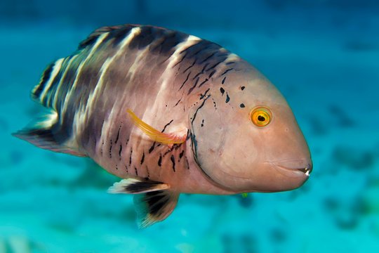 Redbreasted wrasse (Cheilinus fasciatus), Red Sea, Egypt, Africa