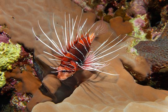 Radial firefish (Pterois radiata) in the coral reef, nocturnal, Red Sea, Egypt, Africa