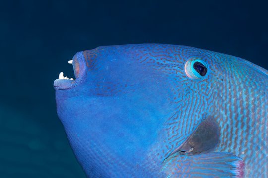Blue triggerfish (Pseudobalistes fuscus), animal portrait, Red Sea, Egypt, Africa