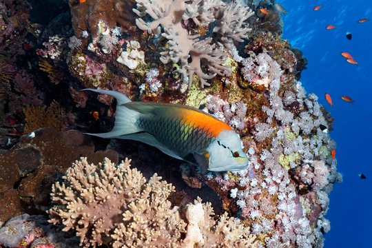 Sling-jaw wrasse (Epibulus insidiator) at the coral reef, male, Red Sea, Egypt, Africa