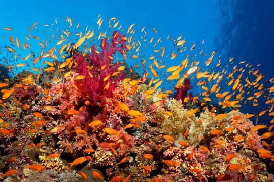 Swarm of Anthias (Anthiadinae) swimming close to coral reef, Red Sea, Egypt, Africa