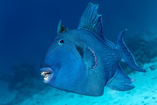Blue triggerfish (Pseudobalistes fuscus), Red Sea, Egypt, Africa