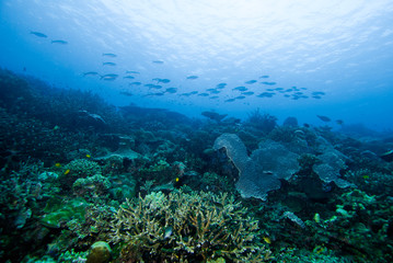 Naklejka na ściany i meble scuba diving halmahera dive