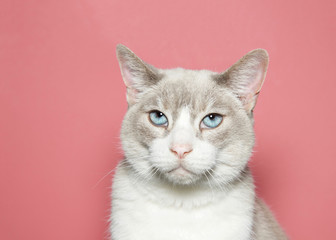 Close up portrait of a diluted siamese cat with beautiful blue eyes looking directly at viewer with...