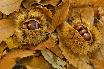 Two chestnuts (Castanea sativa), with open cupula on dried chestnut leaves, Ticino, Switzerland, Europe