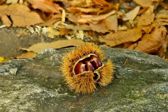 Chestnuts (Castanea sativa), with open cupula on rock, Ticino, Switzerland, Europe