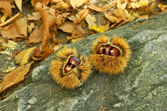 Two chestnuts (Castanea sativa), with open cupula on rock, Ticino, Switzerland, Europe