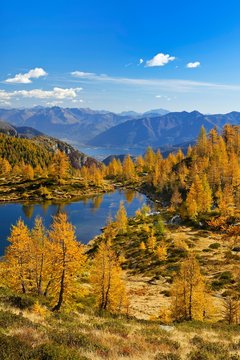 Larches (Larix) in autumn colour at the Laghetto dei Salei, Onsernone valley, Canton Ticino, Switzerland, Europe