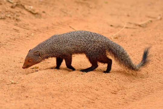 Indian gray mongoose (Herpestes edwardsii), Adult, Yala National Park, Sri Lanka, Asia