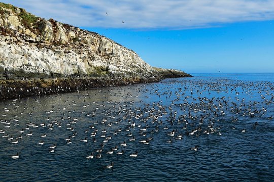 Colony Razorbills (Alca torda), floating, bird island, Hornoya, Vardo, Varanger, Norway, swimming, bird island, Europe