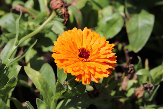 Calendula Margarida