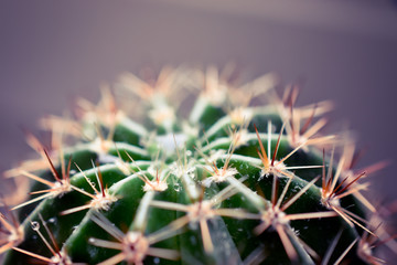 water pearls on an Echinopsis Cactus