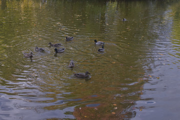 ducks swimming in a pond in a park on a spring afternoon