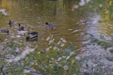 ducks swimming in a park pond on a spring afternoon with flowers in the foreground