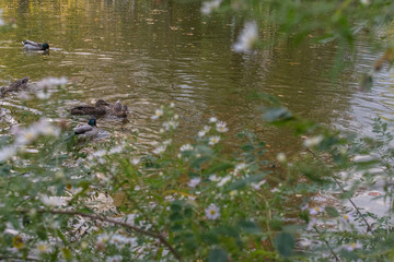 ducks swimming in a park pond on a spring afternoon with flowers in the foreground