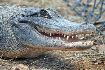 Obraz premium An Alligator