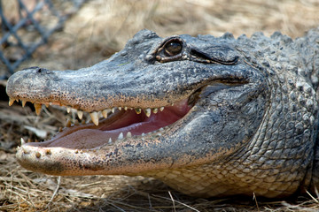 Obraz premium An Alligator