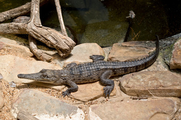 fresh water crocodile