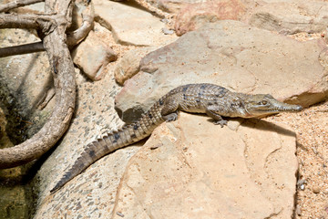 fresh water crocodile