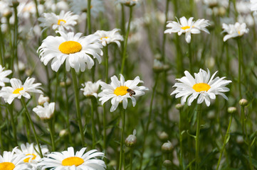 Fototapeta premium Honey bee flying next to white daisy flower in a meadow