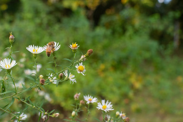honey bees flying among flowers on a spring afternoon