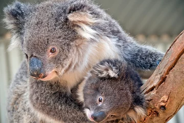 Wandcirkels aluminium an Australian koala © susan flashman