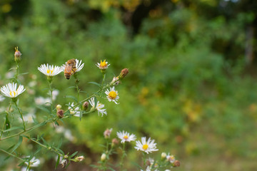 honey bees flying among flowers on a spring afternoon