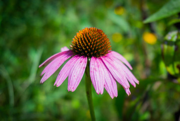 Pink Flower 
