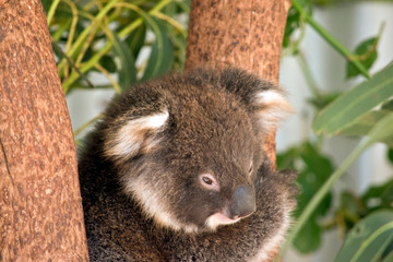 Obraz premium joey koala