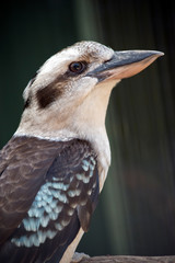 Fototapeta premium laughing kookaburra