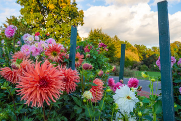 colorful variety of flowers in a garden on a spring afternoon