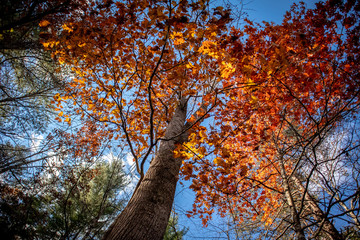 Fototapeta premium Tree with leafs falling 