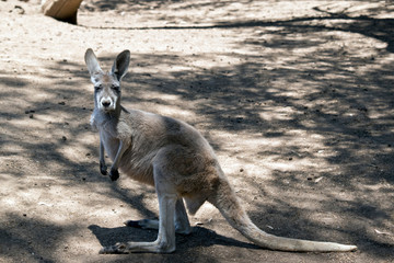 Naklejka na ściany i meble young red kangaroo