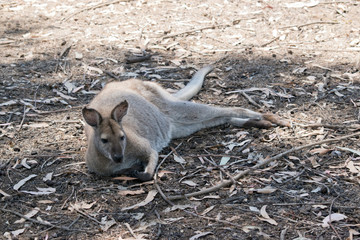 red necked wallaby