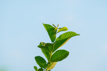 Closeup nature view of green leaf on sky background in garden with copy space using as background natural greenery plants landscape, ecology, fresh wallpaper concept.