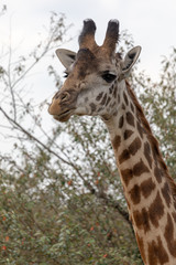African giraffe headshot in the Masai Mara, Kenya Africa
