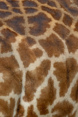 Masai Mara giraffe skin
