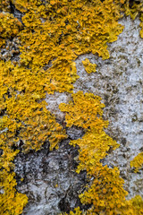 wood trunk surface texture with green fungus cover most of the area