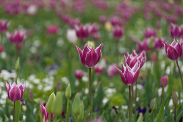 Delicate purple tulip flowers floral nature background