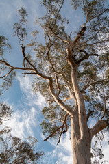 Looking up at tall eucalyptus tree nature background