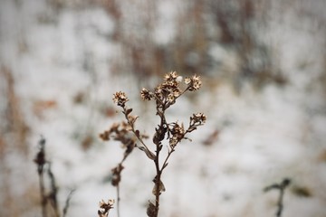 Frozen Flowers