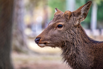 Fototapeta premium Closeup image of a wild deer in the park