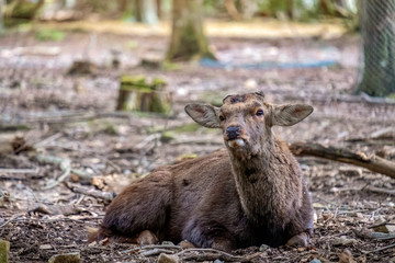 Fototapeta premium Closeup image of a wild deer sitting in the park in autumn