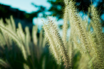 grass flower, field background