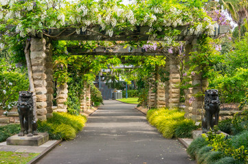 Garden alley, arch with blooming wisteria flowers