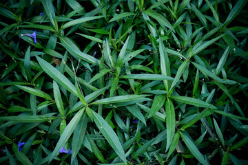 green leaves natural background wallpaper, texture of leaf, leaves with space for text 