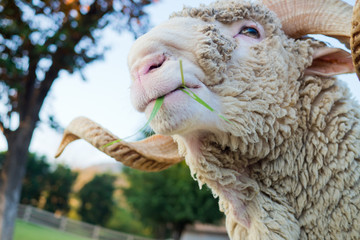 sheep at farm